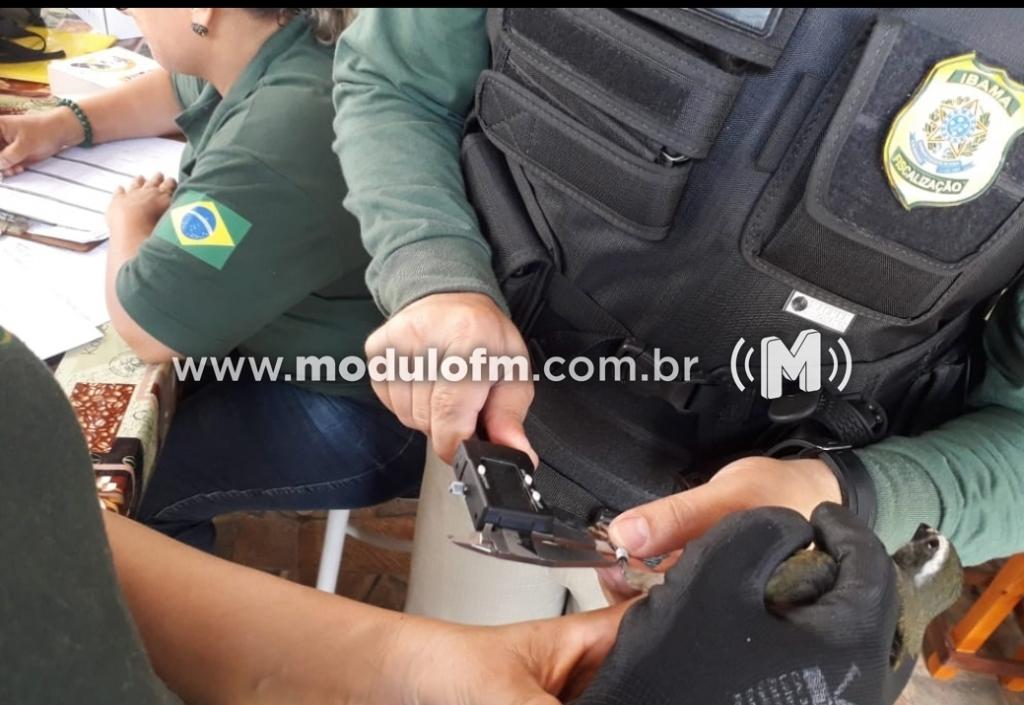 Imagem 1 do post Polícia Ambiental e IBAMA fiscalizam criadores de pássaros em Patrocínio e cinco pessoas são presas