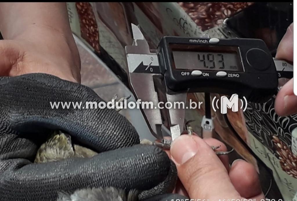 Imagem 3 do post Polícia Ambiental e IBAMA fiscalizam criadores de pássaros em Patrocínio e cinco pessoas são presas
