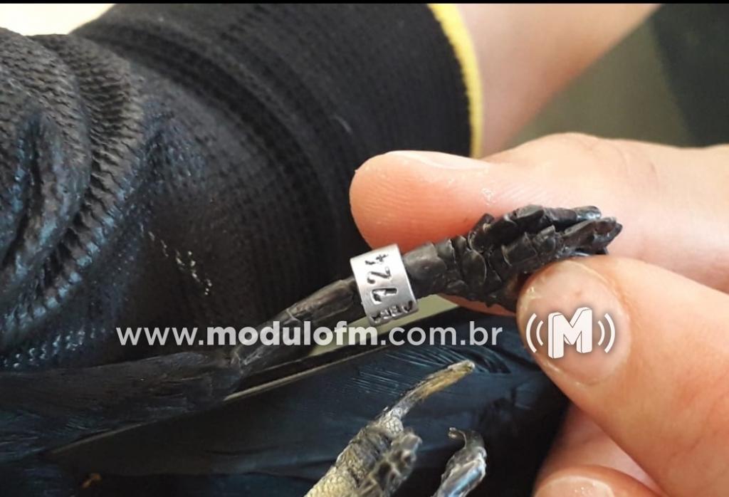 Imagem 4 do post Polícia Ambiental e IBAMA fiscalizam criadores de pássaros em Patrocínio e cinco pessoas são presas