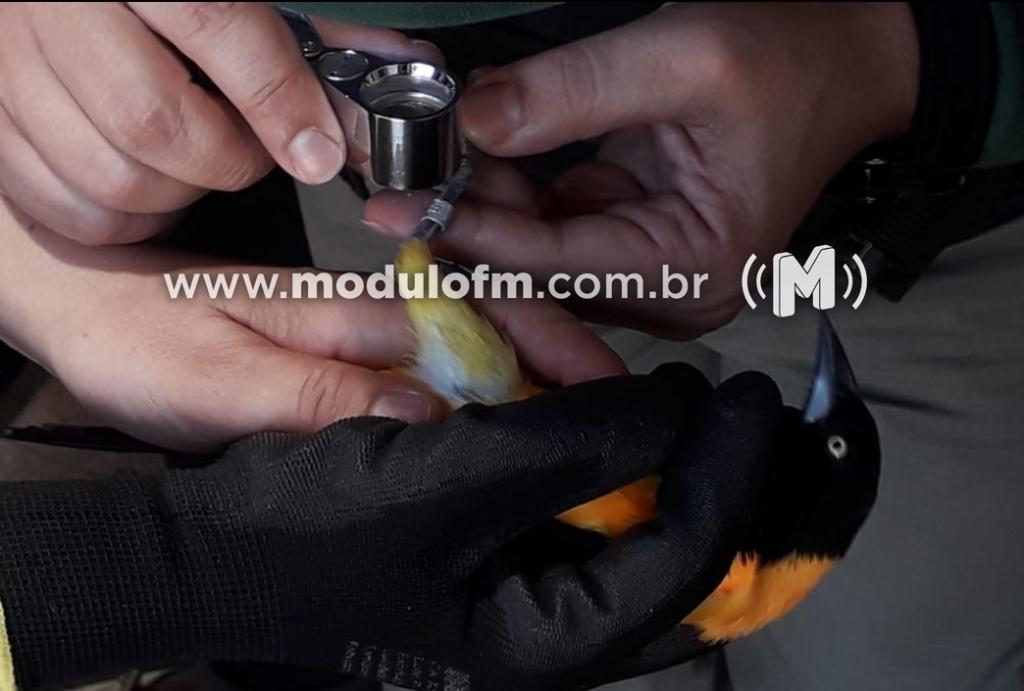 Imagem 2 do post Polícia Ambiental e IBAMA fiscalizam criadores de pássaros em Patrocínio e cinco pessoas são presas