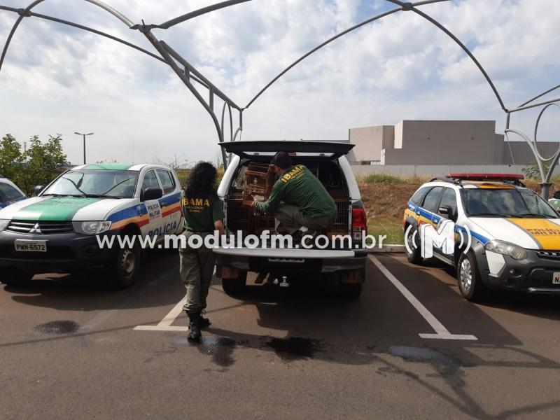 Polícia Ambiental e IBAMA fiscalizam criadores de pássaros em Patrocínio e cinco pessoas são presas