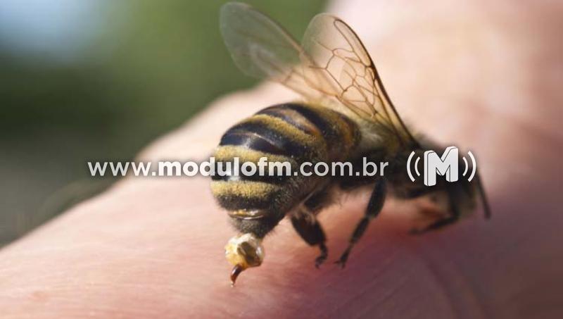 Homem fica ferido após ser atacado por abelhas