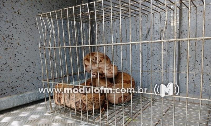 Bombeiros capturam duas jiboias em Patrocínio