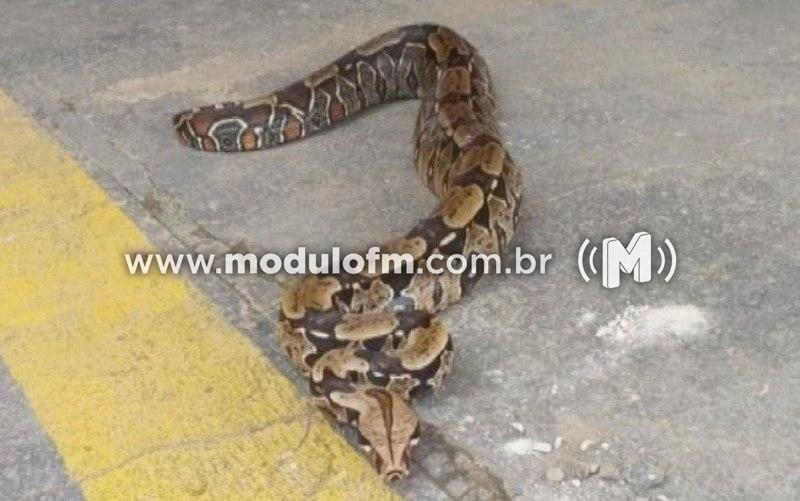 Jiboia de 3 metros é capturada em via pública de Patrocínio