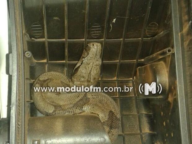 Jiboia é encontrada dentro de motor de carro em posto de combustível