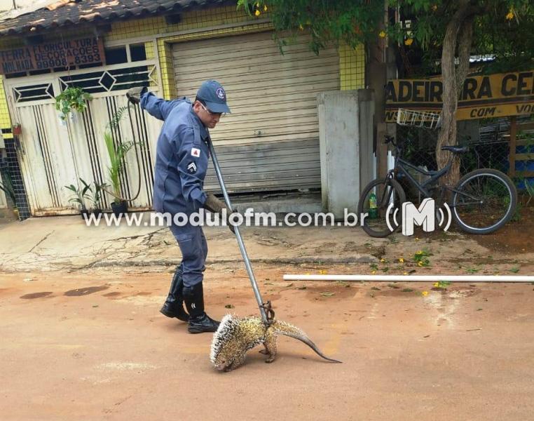 Bombeiros resgatam porco-espinho em cima de residência