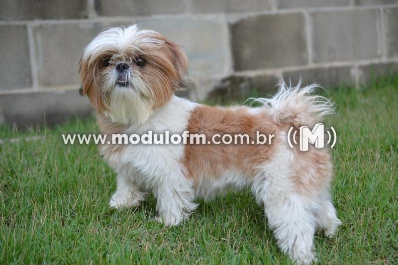 Cachorro fica preso dentro de cano e é salvo após várias horas de resgate dos bombeiros