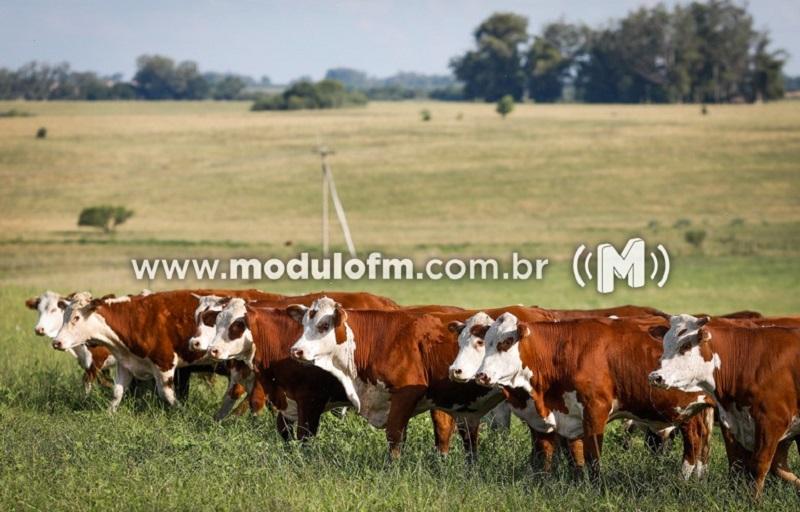 INDICADORES: Fim de semana começa (28) com queda no preço do boi gordo