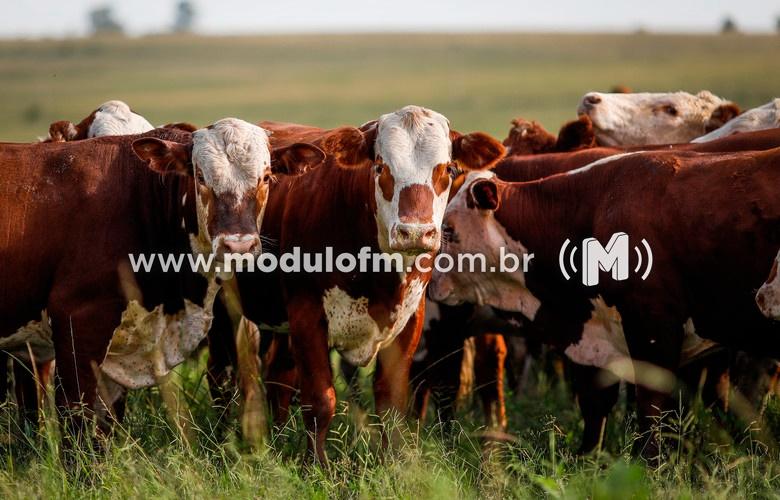 INDICADORES: Quinta-feira (27) com alta no preço do boi gordo