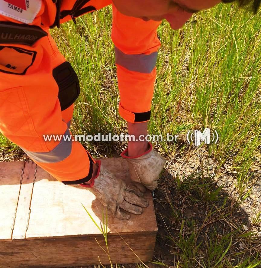 Bombeiros capturam jiboia dentro de empresa em Patrocínio