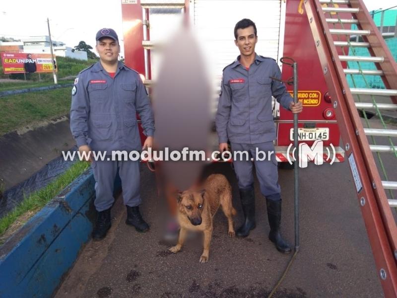 Cachorro fica preso em avenida sanitária e é salvo pelos bombeiros