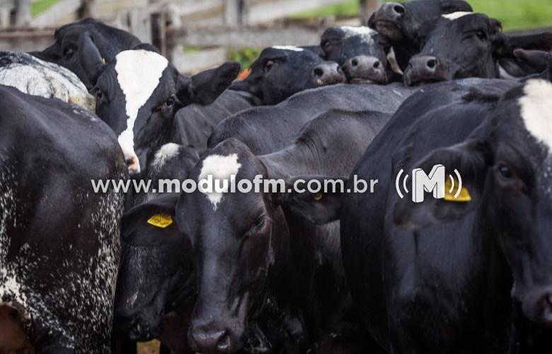 INDICADORES: Alta no preço do boi gordo nesta terça-feira (3)