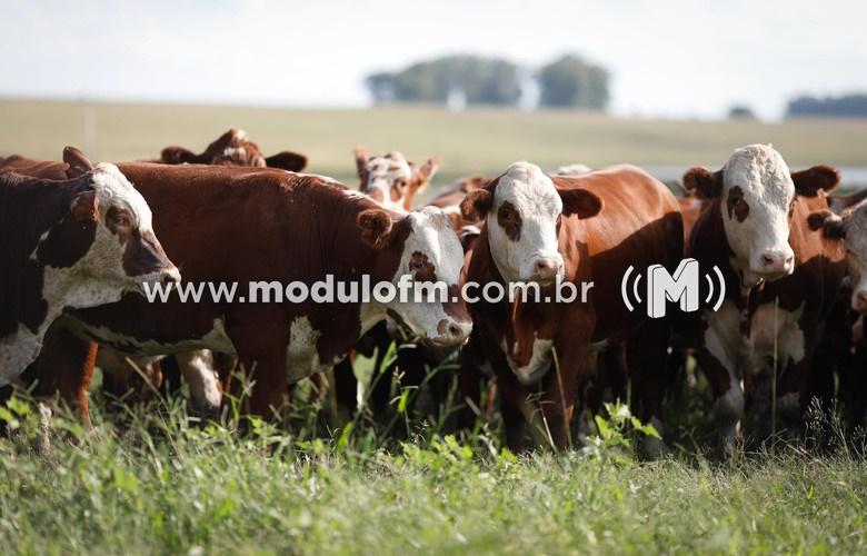 INDICADORES: Preço do boi gordo em queda nessa quarta...