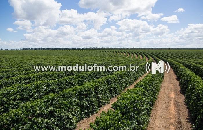 INDICADORES: Preço do café em alta nesta terça (3)