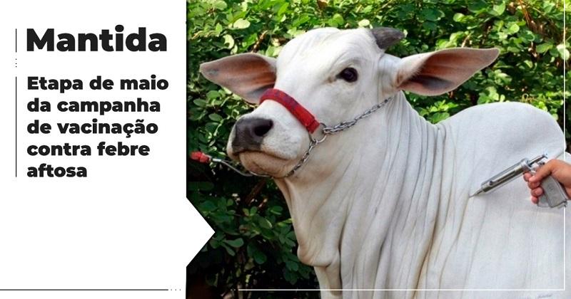 IMA mantém primeira etapa de vacinação contra febre aftosa
