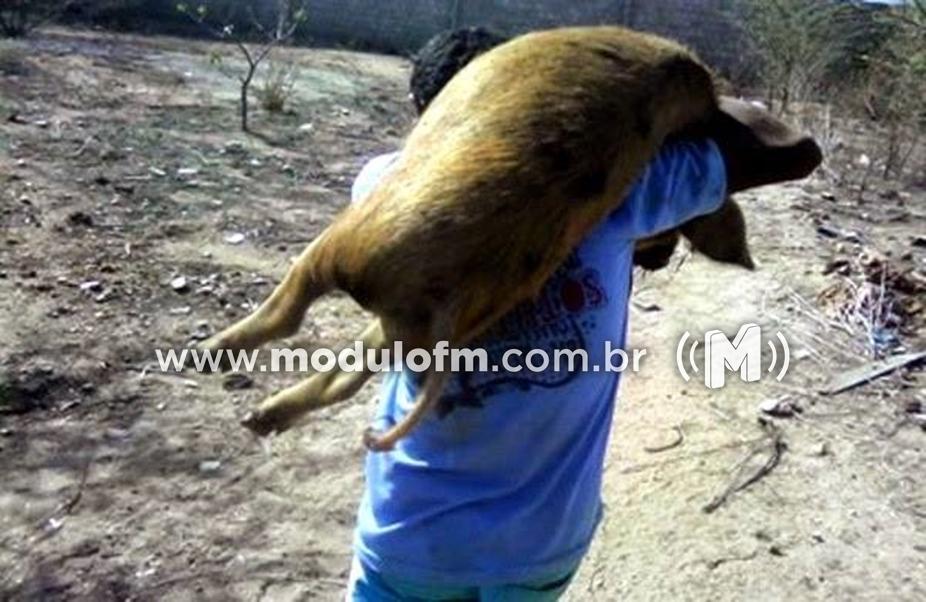 PM prende em flagrante suspeitos de furtarem  porcos