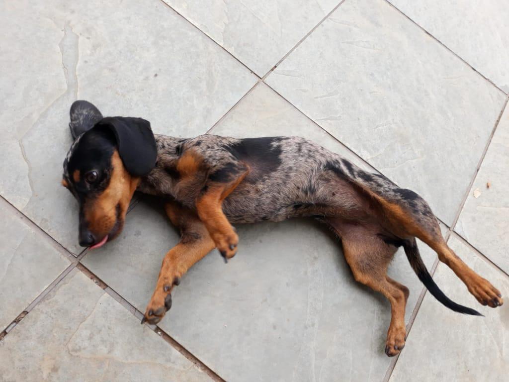 Ajude a encontrar: Cadelinha Meg está desaparecida