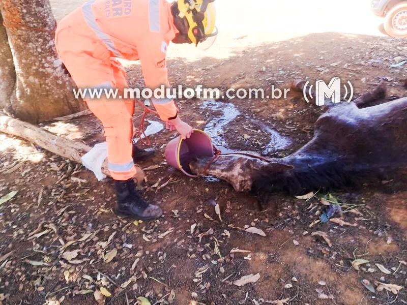 Veja o vídeo: Cavalo cai em buraco e é resgatado pelo Corpo de Bombeiros