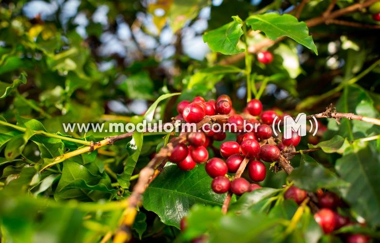 Seca intensa provoca perdas na produção de lavouras de café
