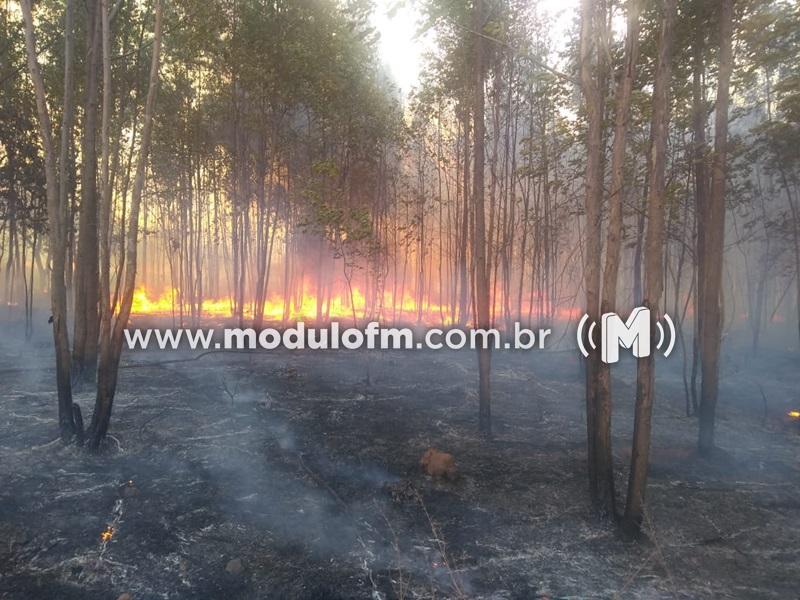 Veja o vídeo: Fogo já queimou cerca de 1 mil hectares de área de vegetação em Patrocínio