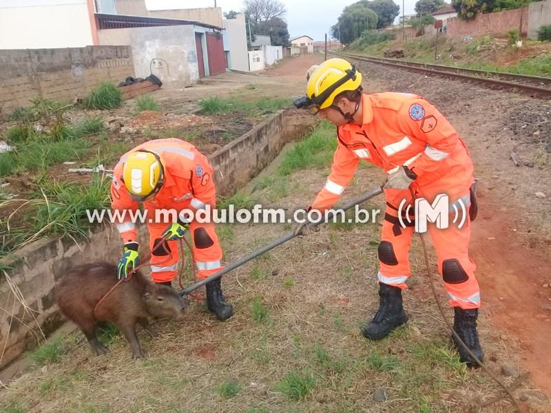 Bombeiros capturam capivara em avenida