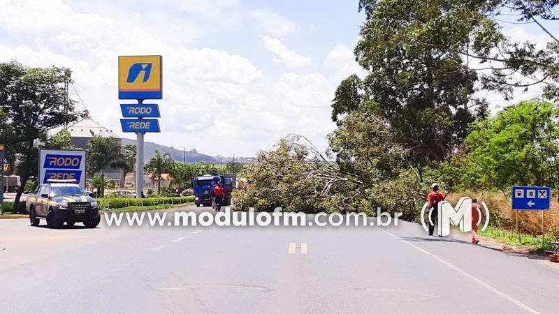 BR-365 tem trânsito interditado para poda de árvores