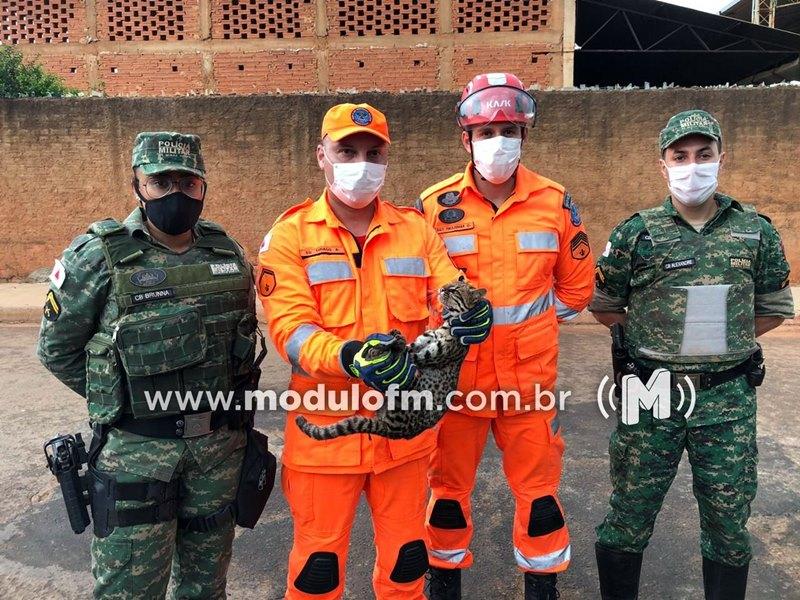 Onça jaguatirica é capturada em Monte Carmelo