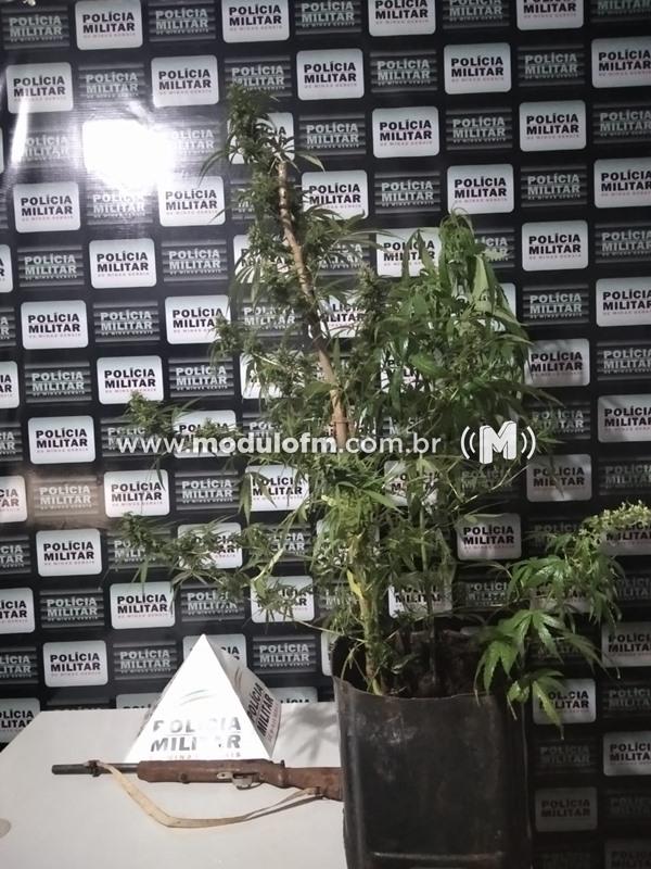 Pé de maconha e arma são apreendidos e foragido da justiça é capturado em Macaúbas de Cima