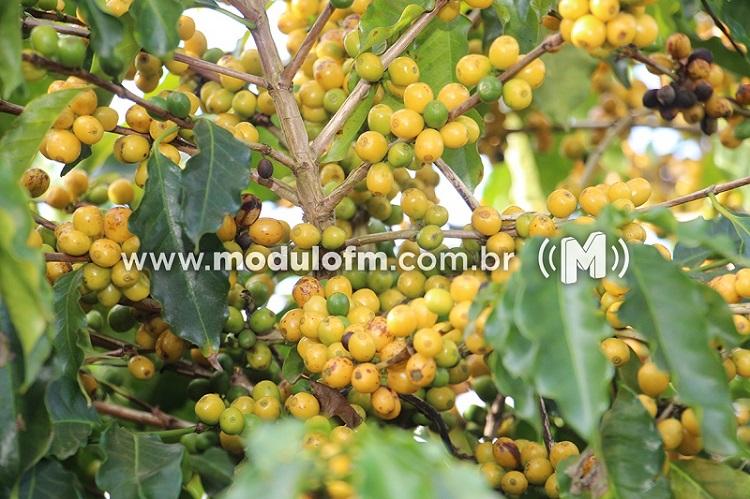 Variedades de café desenvolvidas pela Epamig conquistam três primeiras posições em concurso