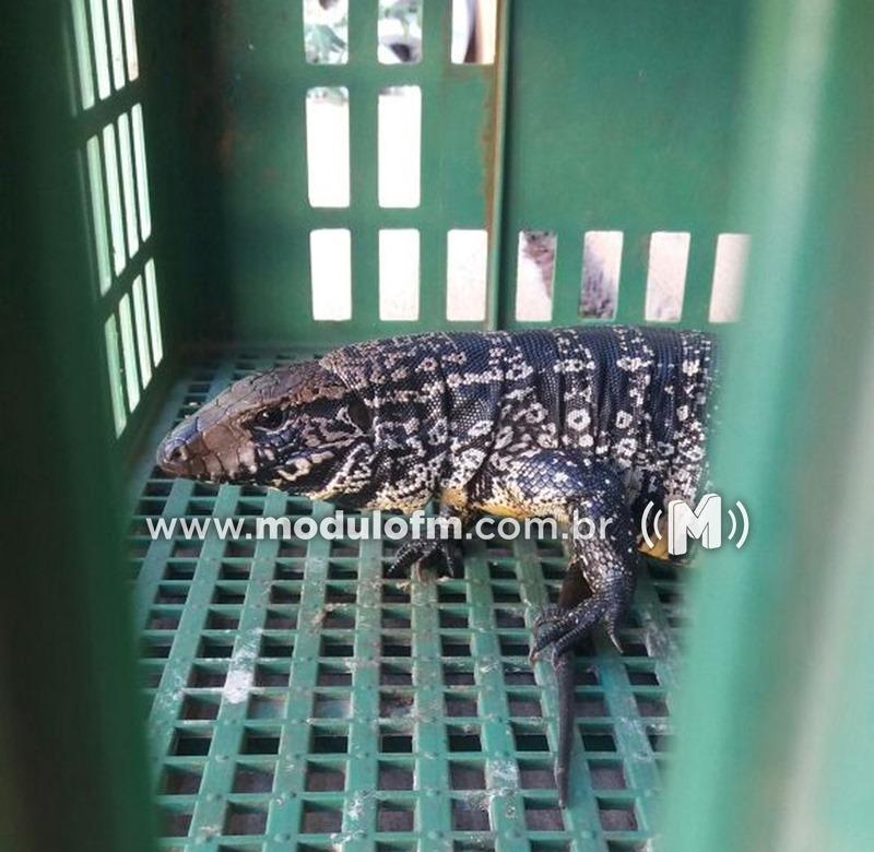 Bombeiros capturam lagarto teiú de 40 centímetros em residência do bairro Morada Nova