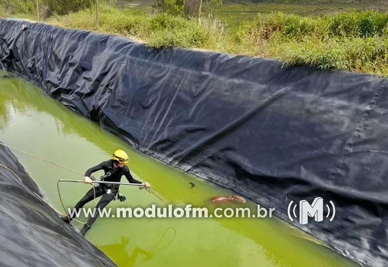 Capivara é resgatada após ficar presa em reservatório de fazenda