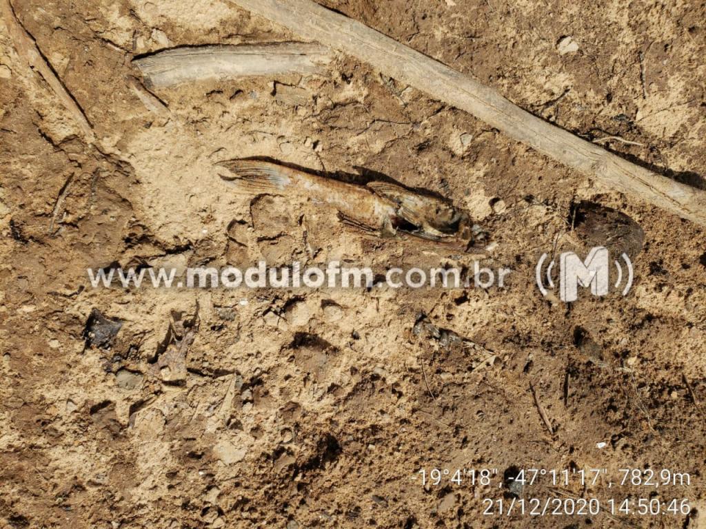 Imagem 6 do post Polícia Ambiental analisa causas da morte de grande quantidade de peixes na represa de Nova Ponte