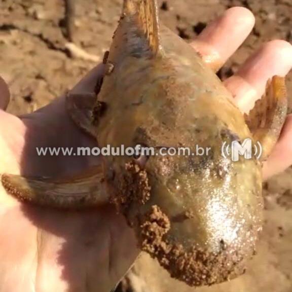 Polícia Ambiental analisa causas da morte de grande quantidade de peixes na represa de Nova Ponte