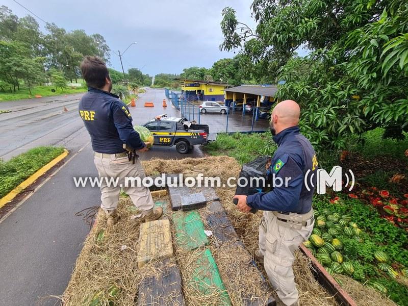 PRF apreende quase 4 toneladas de maconha escondida em carga de melancias na BR-365