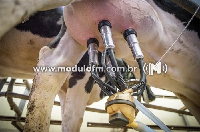 Ordenha é furtada na região de Pedros