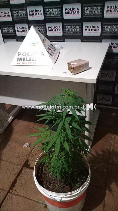 Polícia Militar apreende pé e tablete de maconha