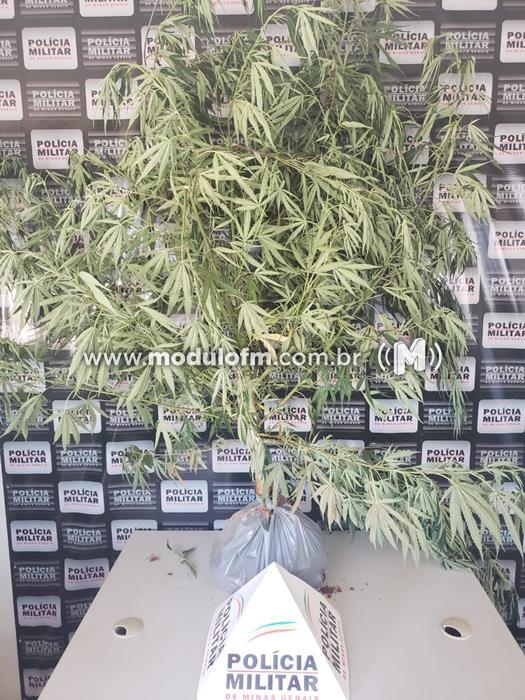 Polícia Militar prende autor por Cultivo de Pé de Maconha