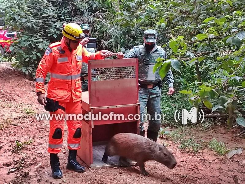 Família é surpreendida por capivara em residência em Serra do Salitre