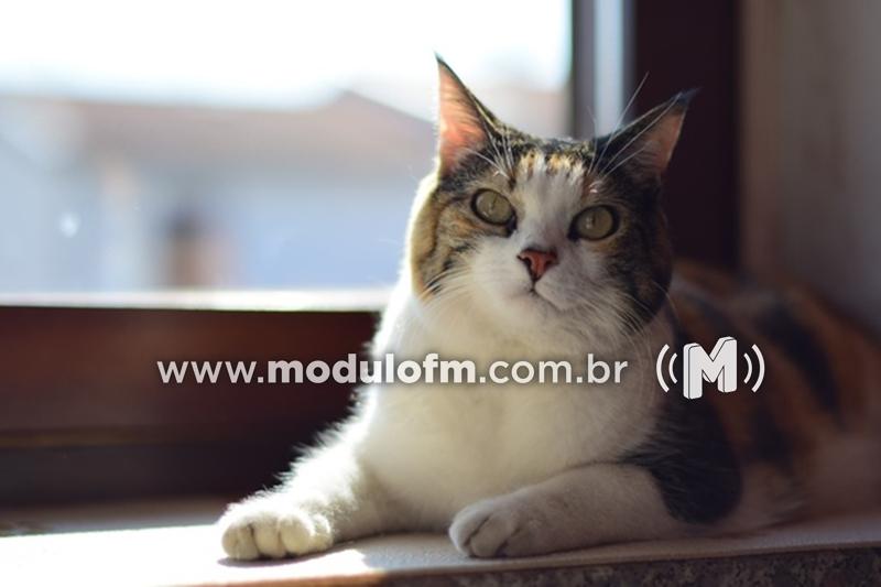 Corpo de Bombeiros resgatam gato em telhado