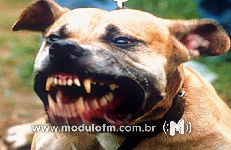Criança é atacada por cão e tem parte do rosto desfigurada