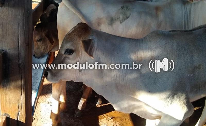 IMA alerta para a vacinação contra a brucelose no estado