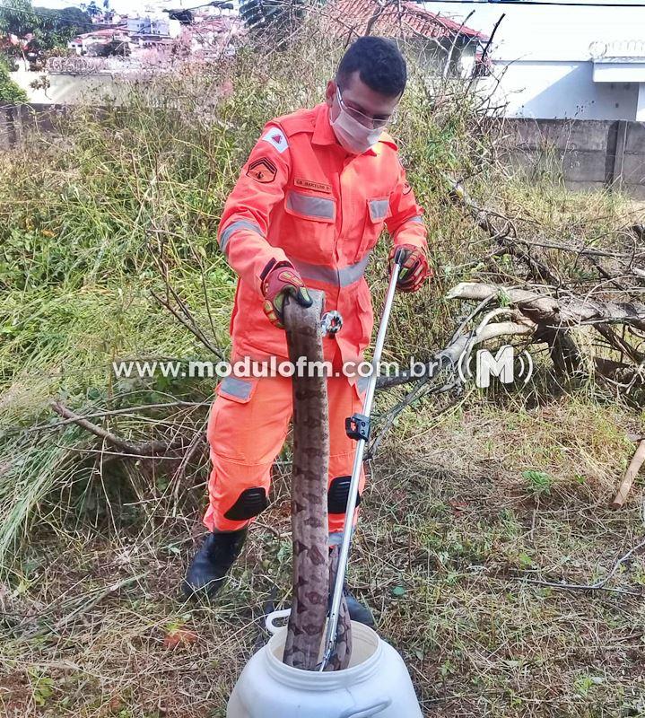 Jiboia é capturada em residência no bairro Dona Diva