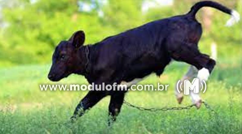 Produtor rural oferece recompensa por bezerros da raça holandesa furtados em Patrocínio