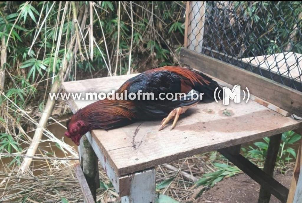 Imagem 7 do post Mais de 20 pessoas são presas em rinha de galo na zona rural de Patrocínio
