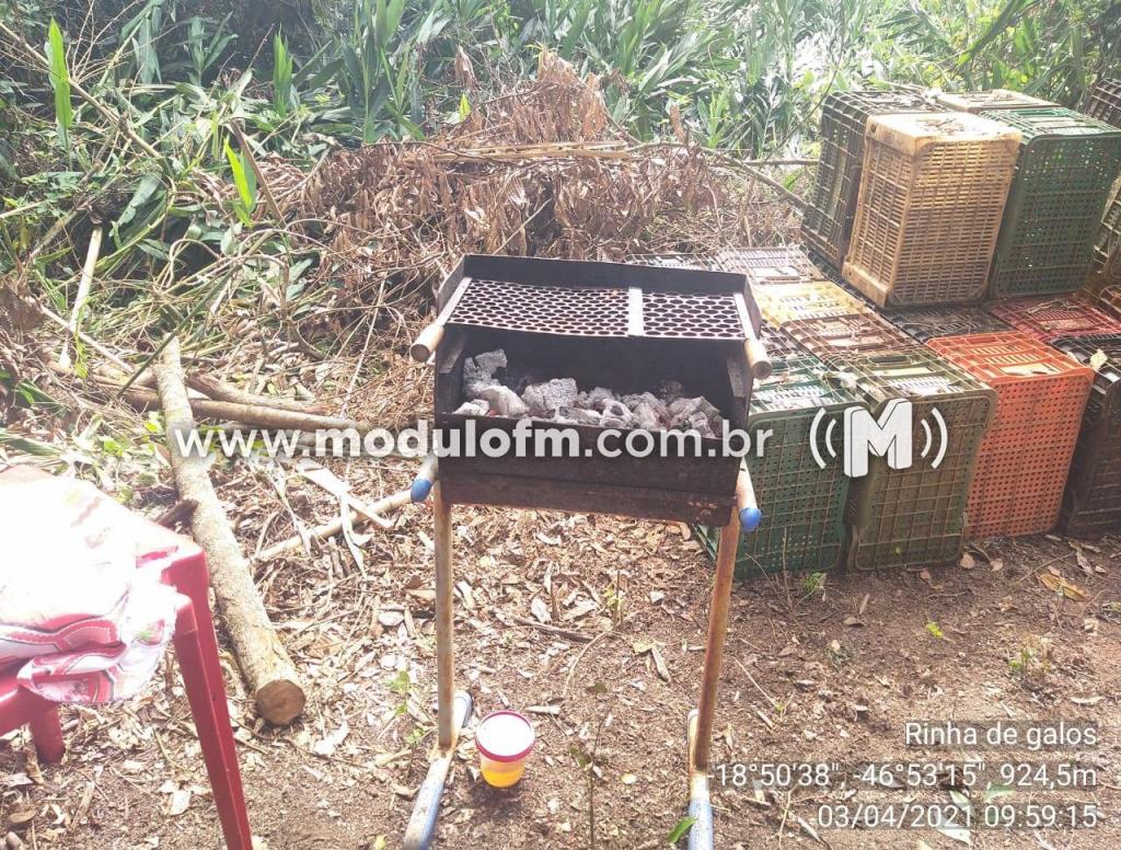 Imagem 4 do post Mais de 20 pessoas são presas em rinha de galo na zona rural de Patrocínio
