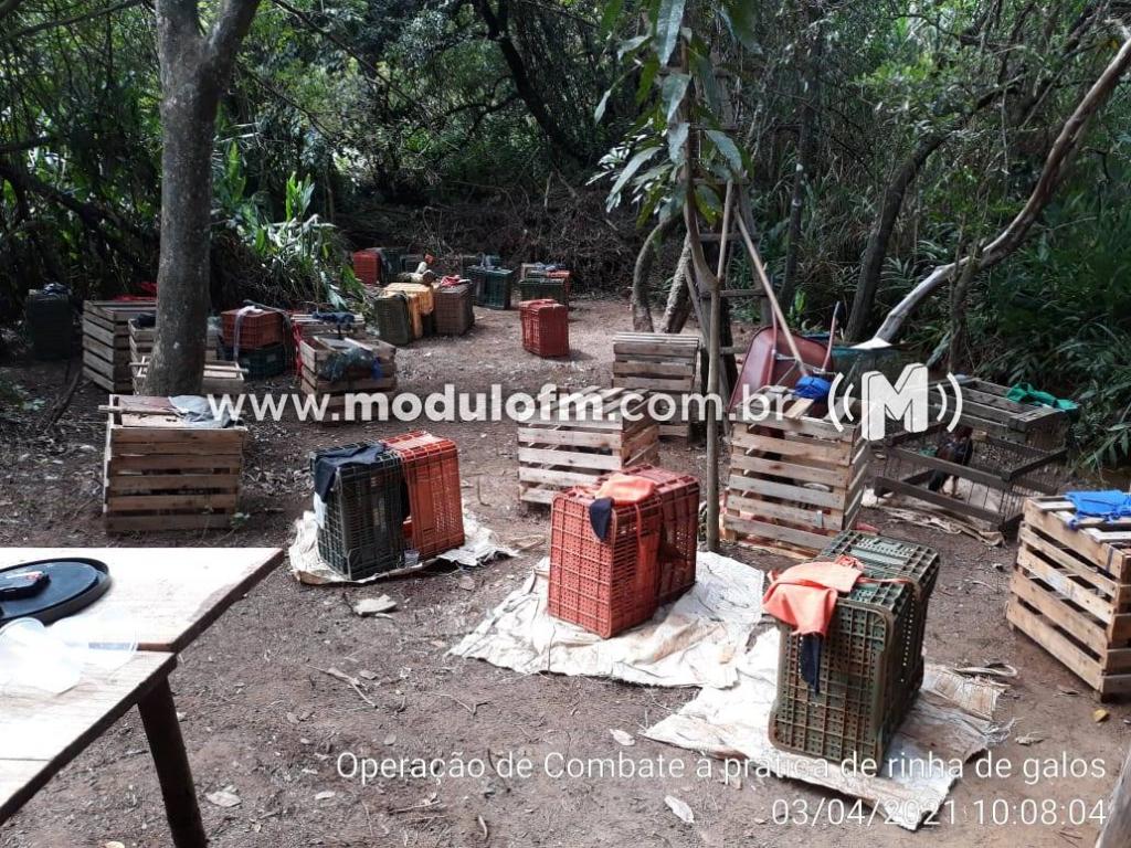 Imagem 1 do post Mais de 20 pessoas são presas em rinha de galo na zona rural de Patrocínio