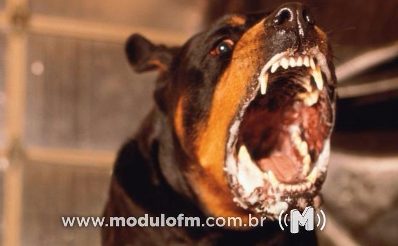Cão é capturado pelos bombeiros após tentar atacar homem no bairro Serra Negra