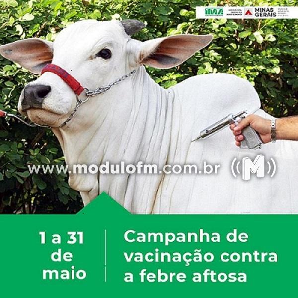 Período de vacinação contra febre aftosa já teve início e vai até 31 de maio em Minas Gerais