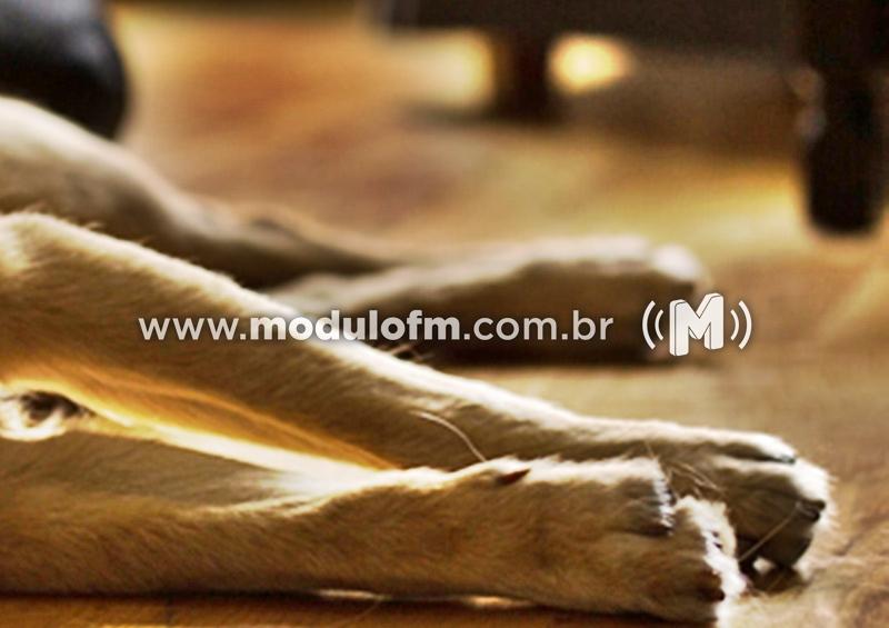 Moradora denuncia cães mortos por envenenamento em Salitre de Minas