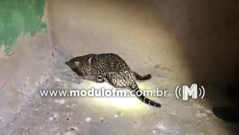 Onça jaguatirica ferida é resgatada na rodovia MGC-462 em Patrocínio